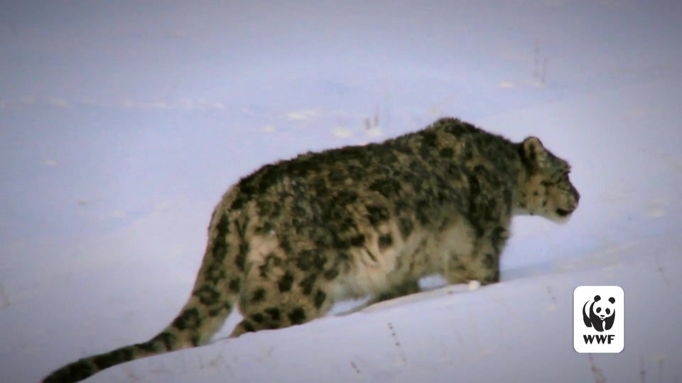 WWF US Snow Leopard DITV